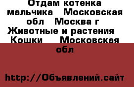 Отдам котенка мальчика - Московская обл., Москва г. Животные и растения » Кошки   . Московская обл.
